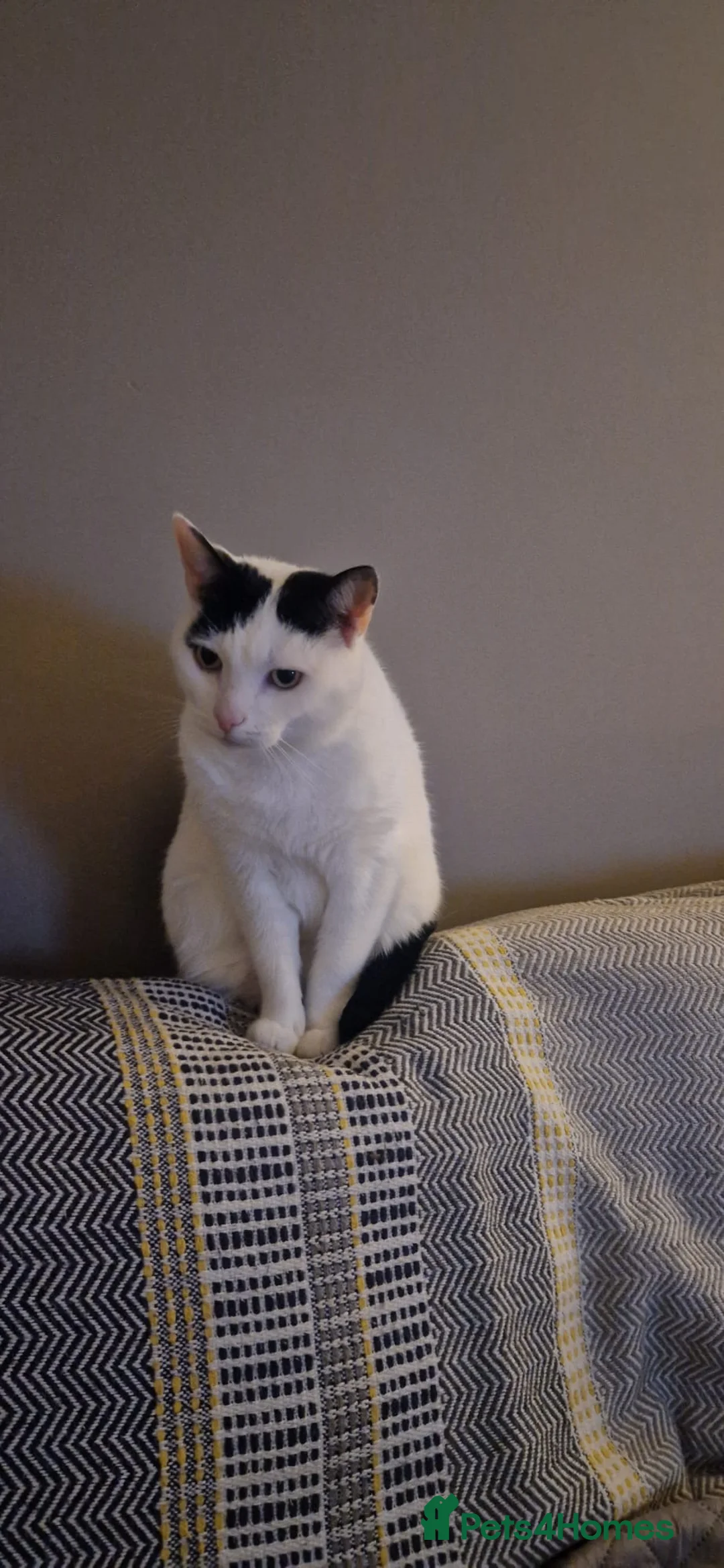 Mixed Breed cats for sale: Lovely male cat needs adoption  - Advert 2