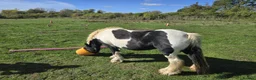 Irish Cob horses for sale: Traditional Cob - Advert 4