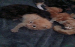 Mixed Breed cats for sale: Gorgeous Kittens - Image 7