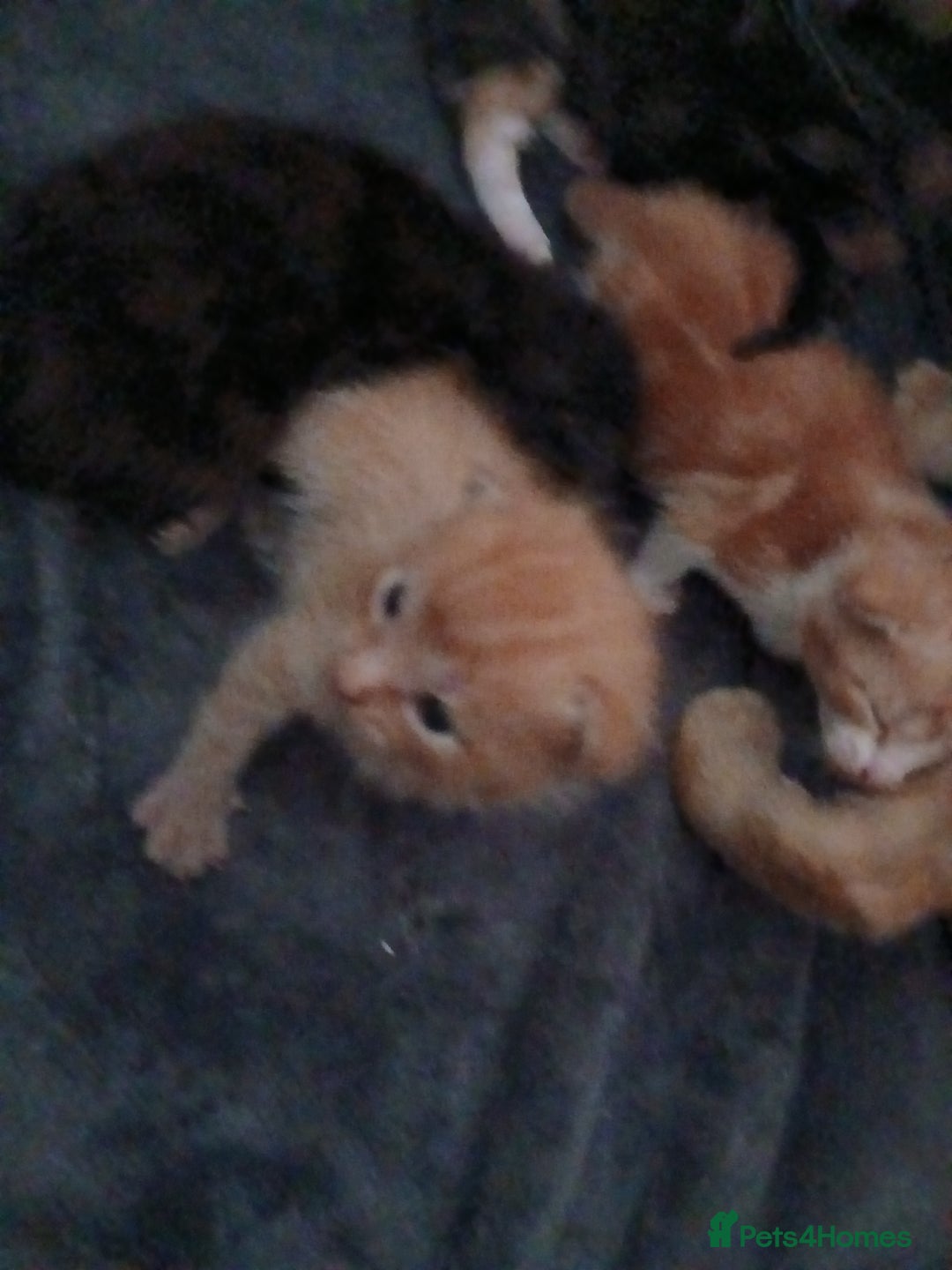 Mixed Breed cats for sale: Gorgeous Kittens - Image 7