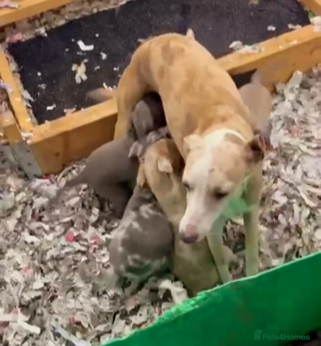 Whippet dogs for sale:  Beautiful dapple Whippets puppies  - Advert 2