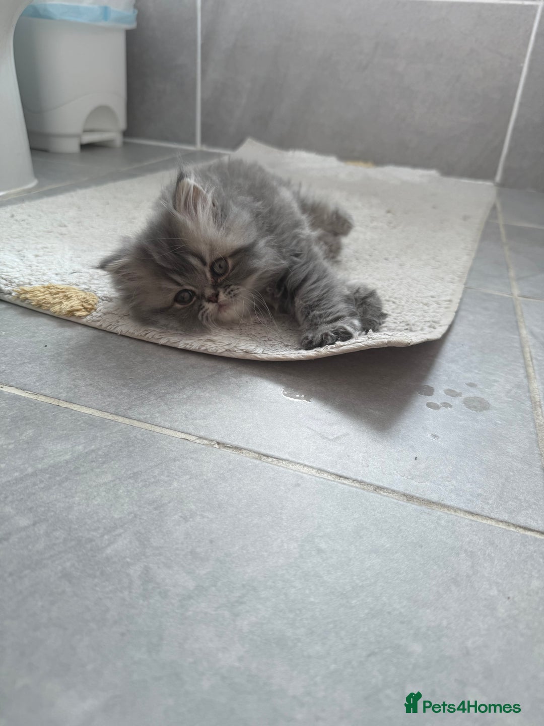 Persian cats for sale: Blue persian kitten  - Advert 3