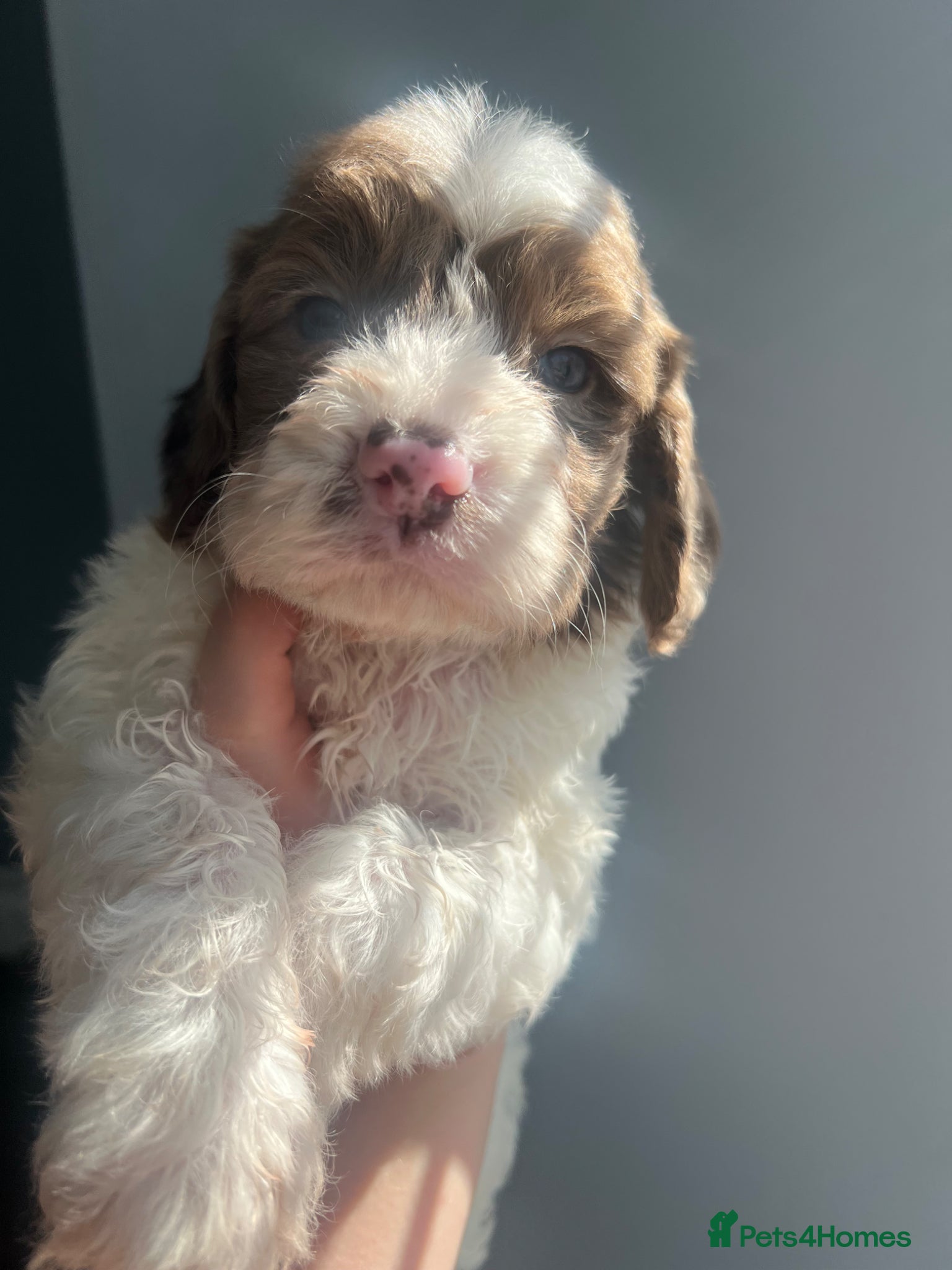 Sproodle dogs 🐶💕Adorable Sprockerpoo Puppies🐶💕 - Advert 1