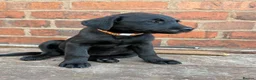 Labrador Retriever dogs for sale: Two left. Beautiful Black Labrador pups.  - Advert 5