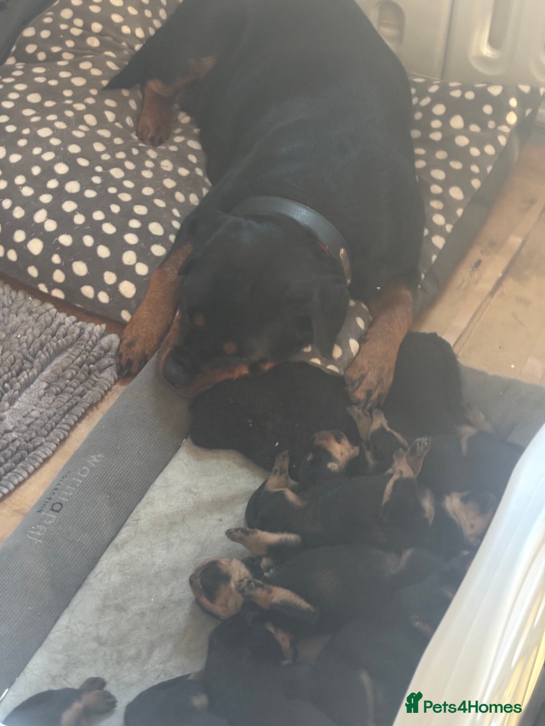 Rottweiler dogs for sale: **7 Pure Breed Rottweiler puppies** - Advert 4