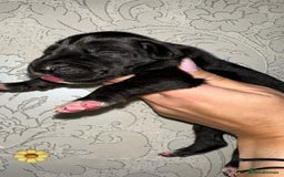 Great Dane dogs for sale: HARLIQUIN & BLACK PUPS KC REGISTERED  - Image 2