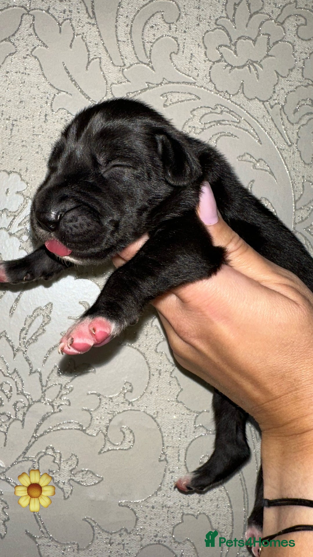 Great Dane dogs for sale: HARLIQUIN & BLACK PUPS KC REGISTERED  - Image 2