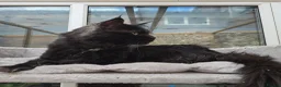 Maine Coon cats for stud: Large Black 9kg Russian Lines Maine Coon STUD - Advert 2