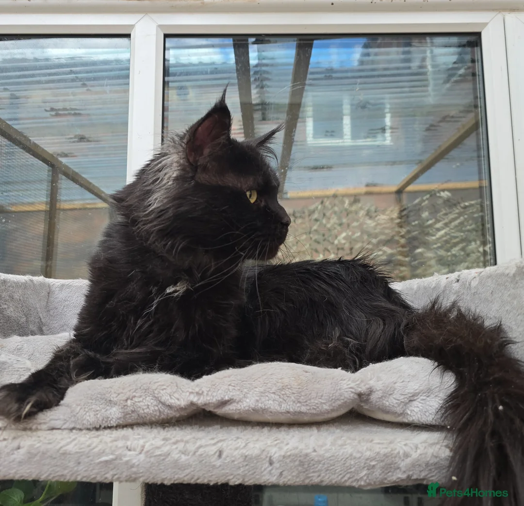 Maine Coon cats for stud: Large Black 9kg Russian Lines Maine Coon STUD - Advert 2