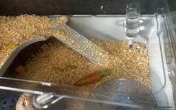 Hamster rodents for sale: Hamster for sale with all accessories  - Image 3