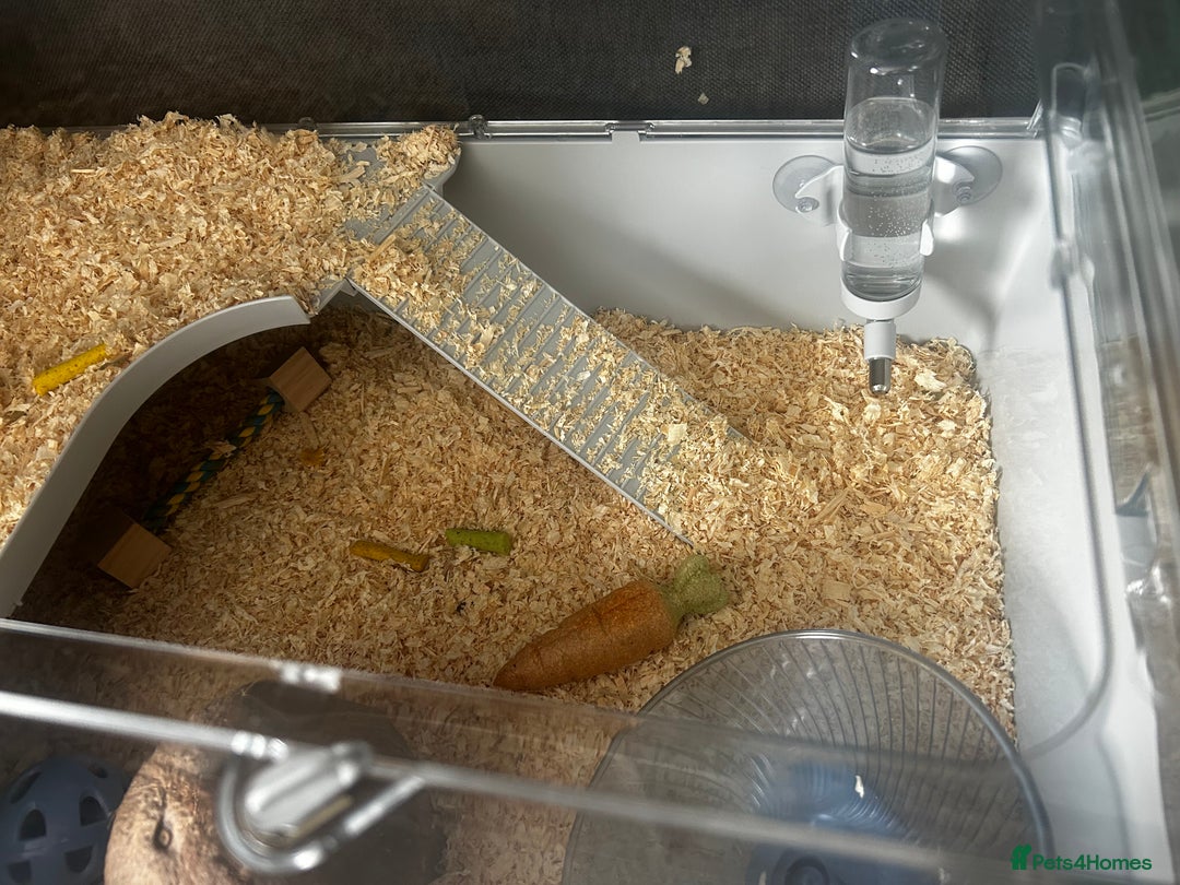 Hamster rodents for sale: Hamster for sale with all accessories  - Image 3