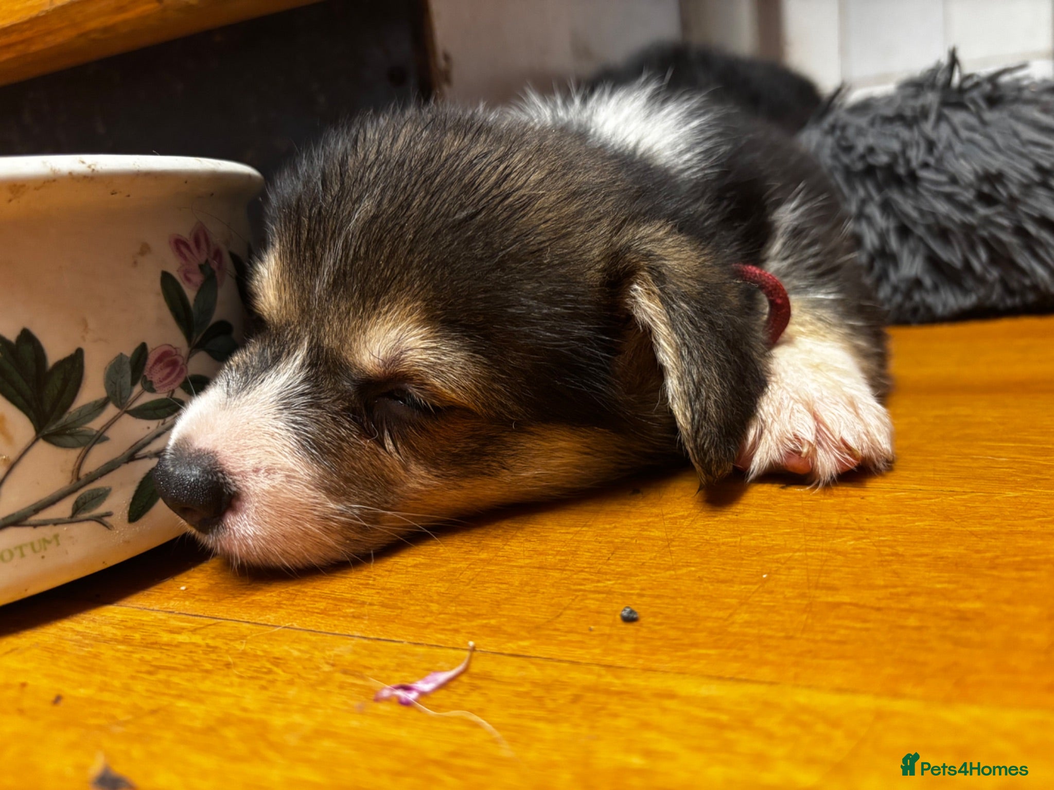 Welsh Corgi Pembroke dogs KC Registered Pembroke Welsh Corgi Puppies - Advert 2