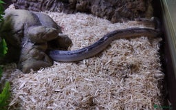 Corn Snake reptiles for sale: Corn snake looking for new home - Image 2