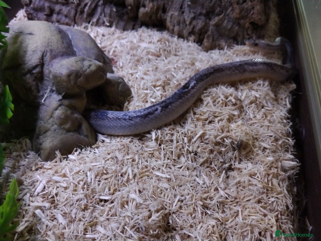 Corn Snake reptiles for sale: Corn snake looking for new home - Image 2