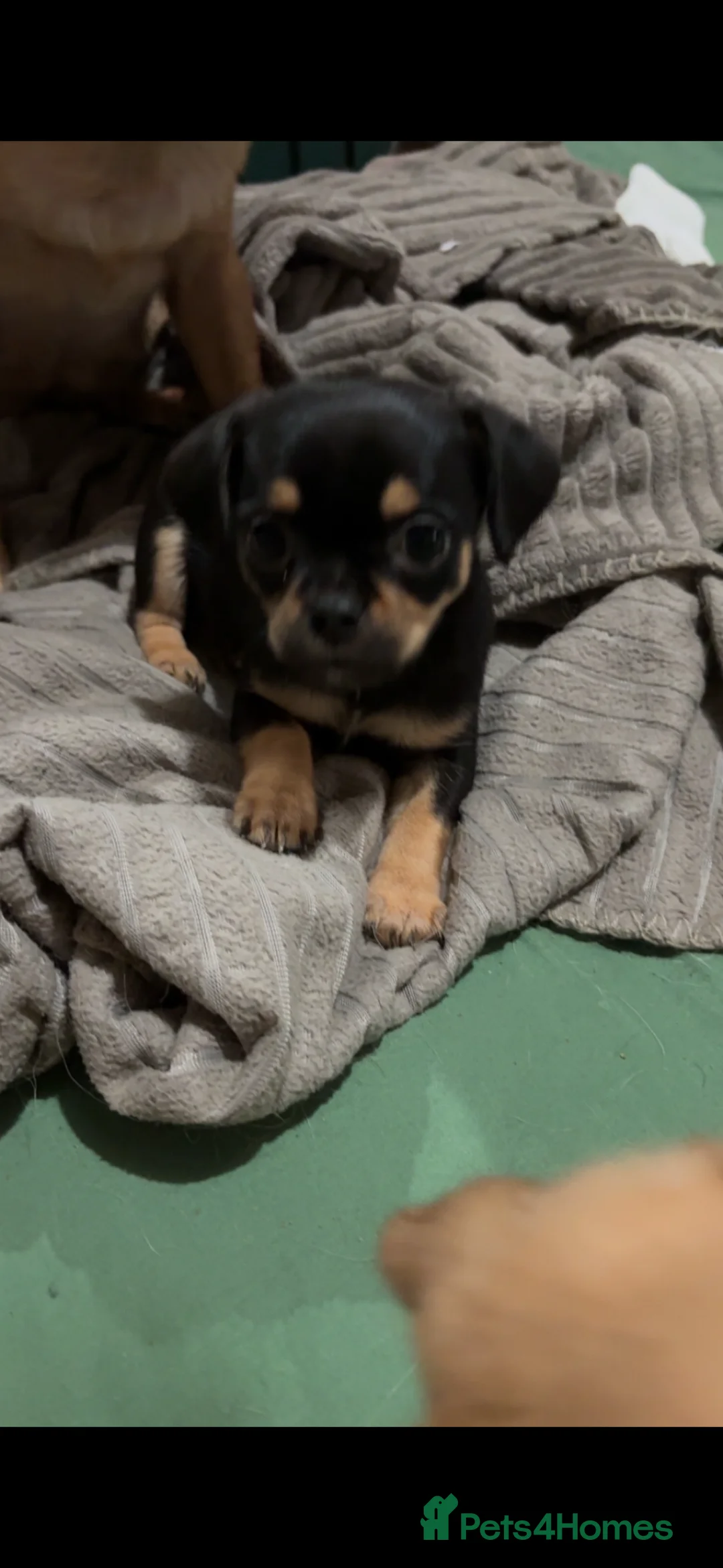 Mixed Breed dogs for sale: Pug/frenchie mixed breed puppies - Advert 2