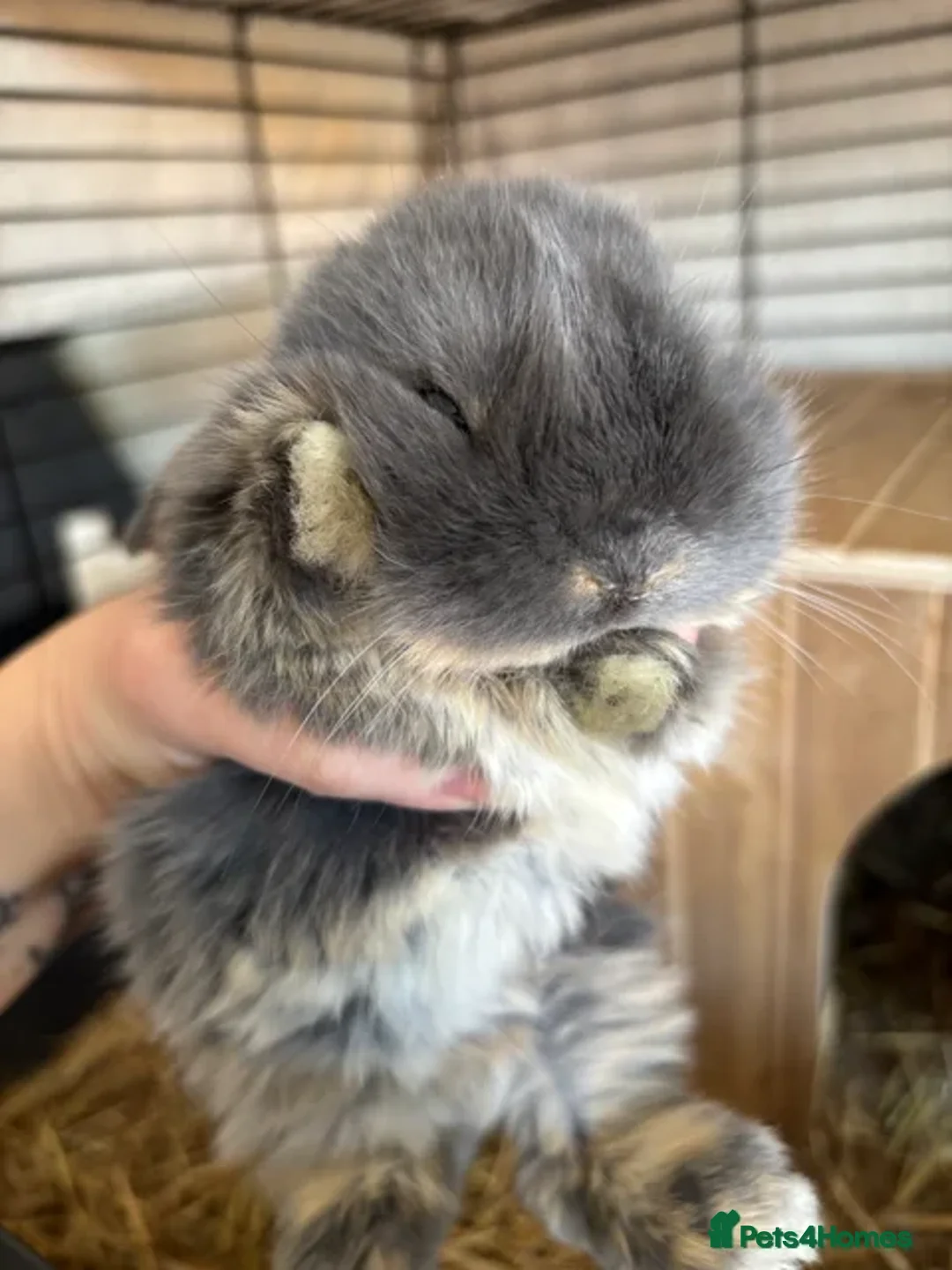 Mini Lop rabbits for sale: Stunning Mini Lop - Image 4