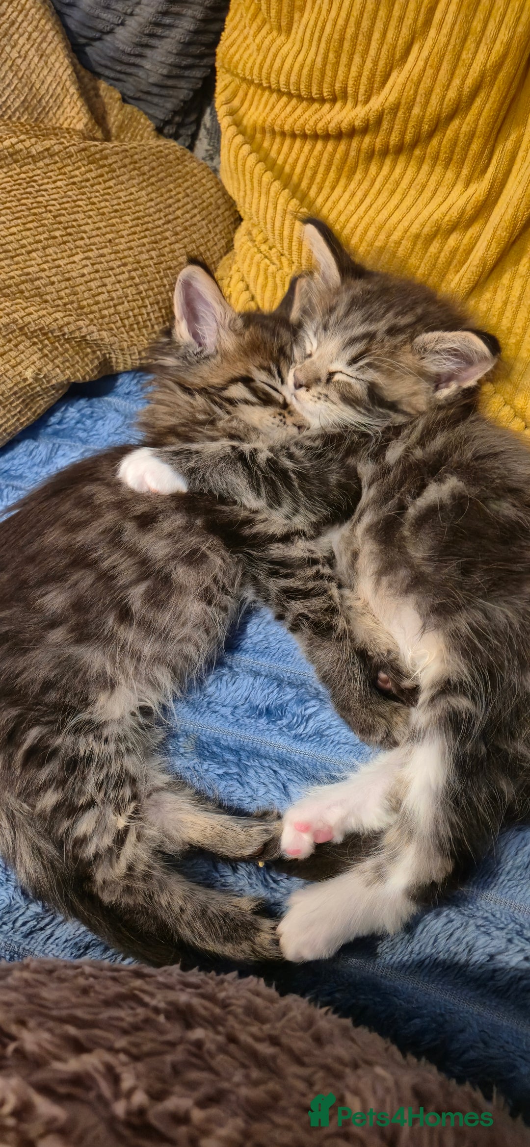 Maine Coon cats for sale: GCCF registered Pedigree Maine Coon Kittens - Advert 25