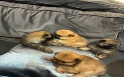 Pomeranian dogs for sale: **** ** ** POMERANIAN PUPPIES **** - Image 7