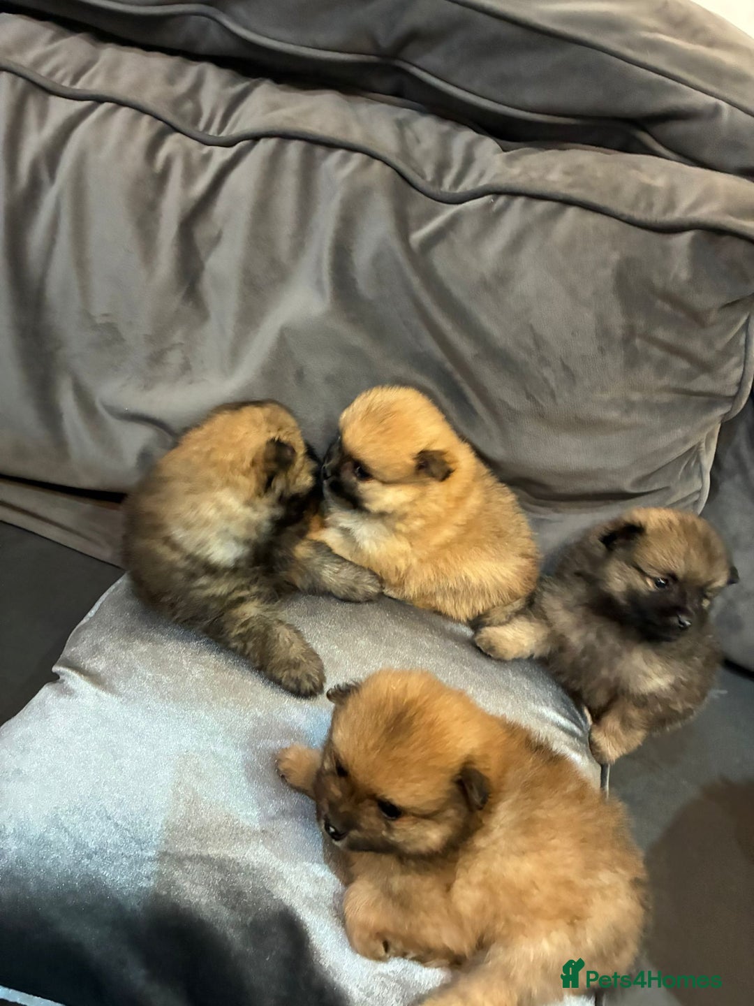 Pomeranian dogs for sale: **** ** ** POMERANIAN PUPPIES **** - Image 7