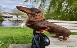 Miniature Dachshund dogs for sale: Miniature dachshund pups - Image 10