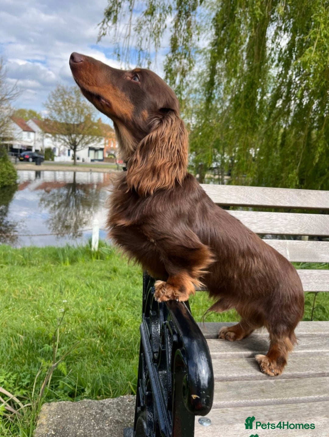 Miniature Dachshund dogs for sale: Miniature dachshund pups - Image 10