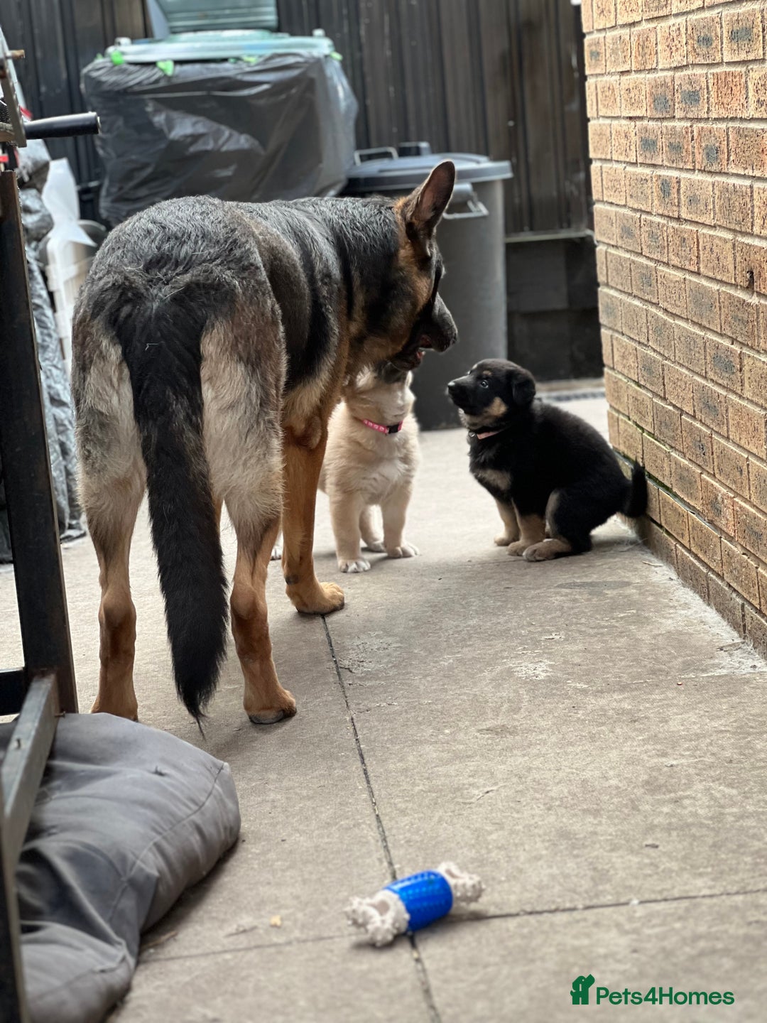 German Shepherd dogs for sale: REDUCED German shepherd puppies 8 was old - Advert 9