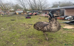 Emus poultry for sale: Sparkles the emu and baby rhea for sale - Image 3