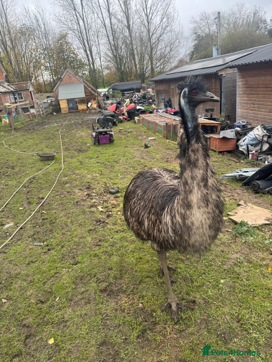 Emus poultry for sale: Sparkles the emu and baby rhea for sale - Image 3