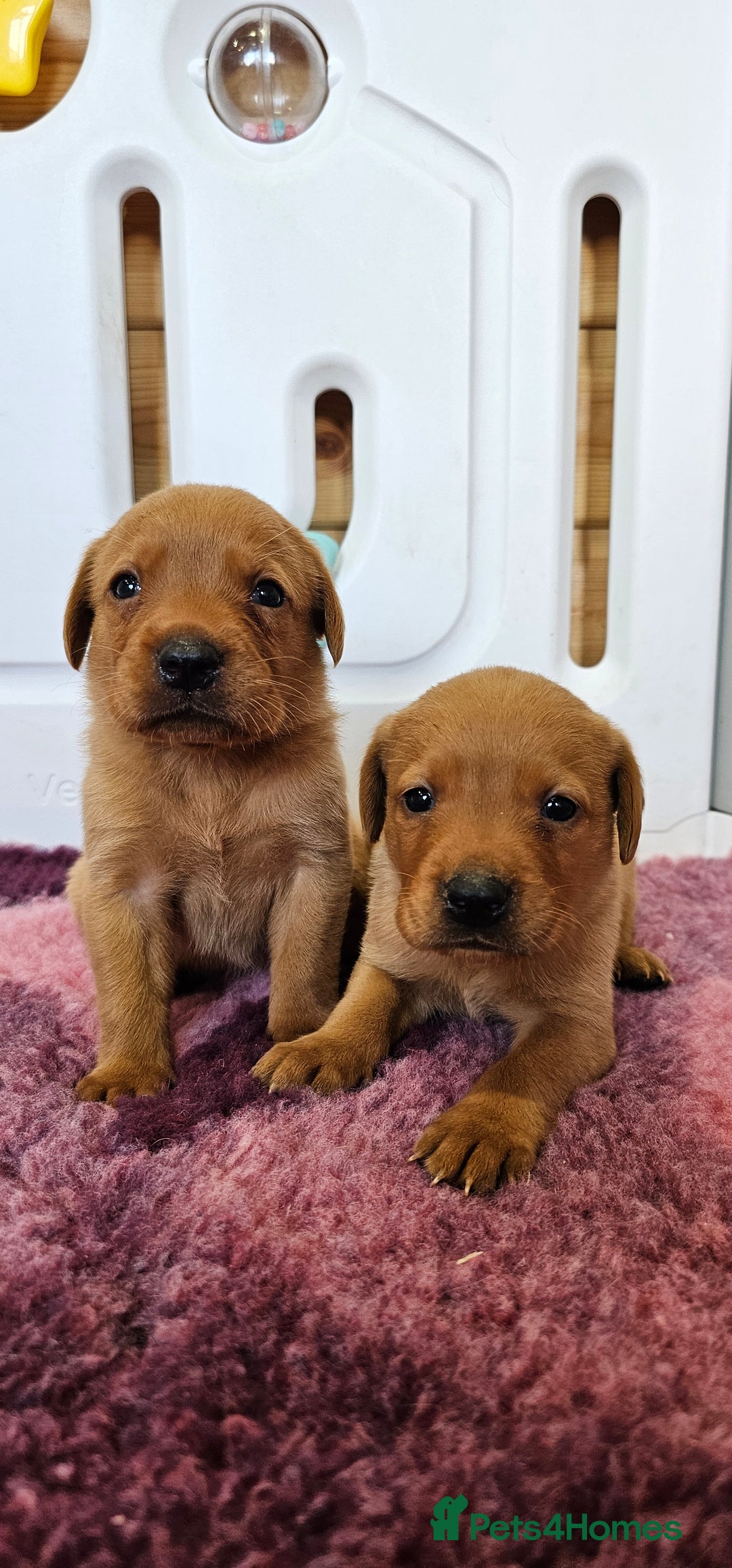 Labrador Retriever dogs for sale: ONLY 1 BEAUTIFUL KC FOX RED GIRL LAB AVAILABLE - Image 28