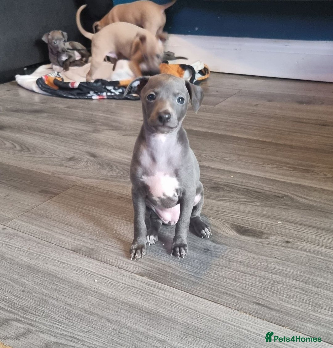 Italian Greyhound dogs for sale: Quality KC Registered Italian Greyhound puppies - Advert 18