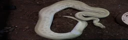 Python Snake reptiles for sale: Royal pythons - Advert 5