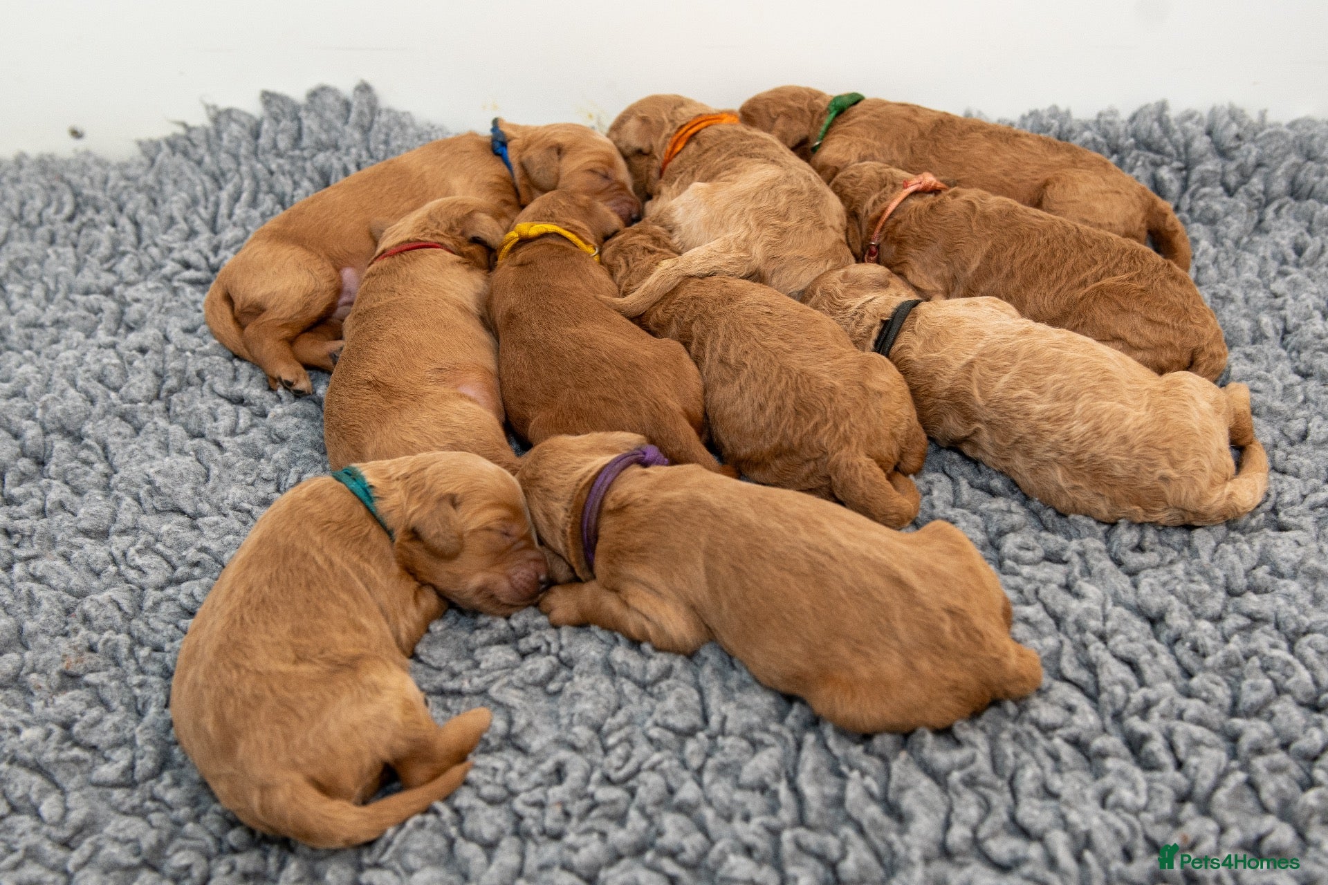 Mini Goldendoodle dogs Mini Goldendoodle Waiting List  - Advert 2