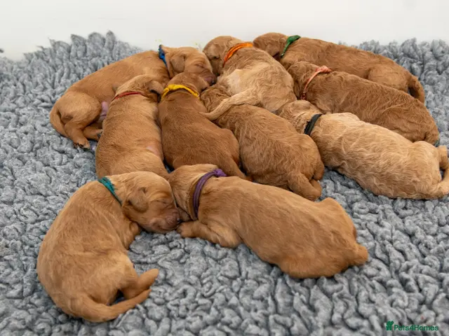 Mini Goldendoodle dogs Mini Goldendoodle Waiting List - Advert 2