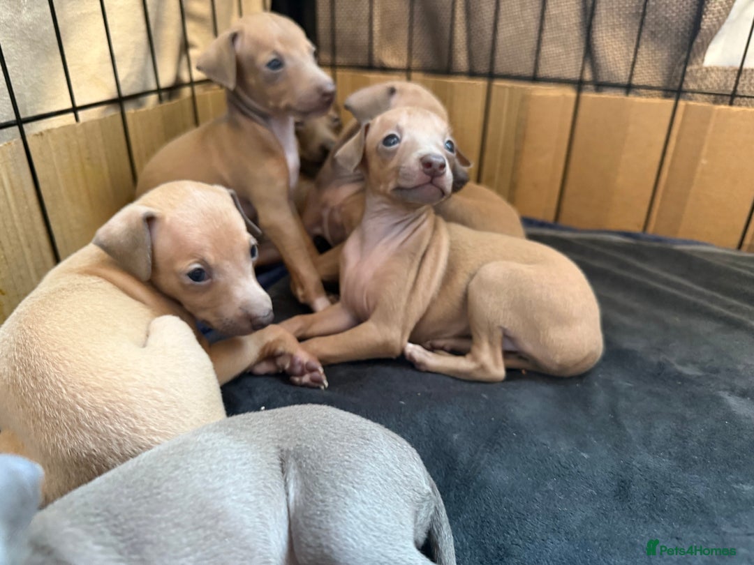 Italian Greyhound dogs for sale: KC Champion lines ⭐️ Italian Greyhound puppies  - Advert 8