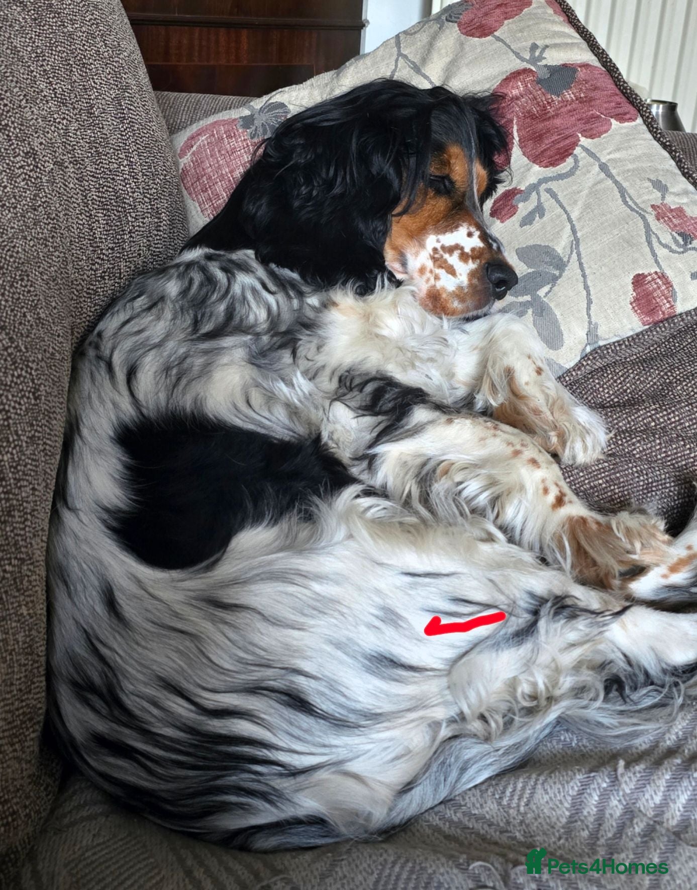 Cocker Spaniel dogs 6 Beautiful Cocker Spaniel Puppies avail. 10th Aug - Advert 1