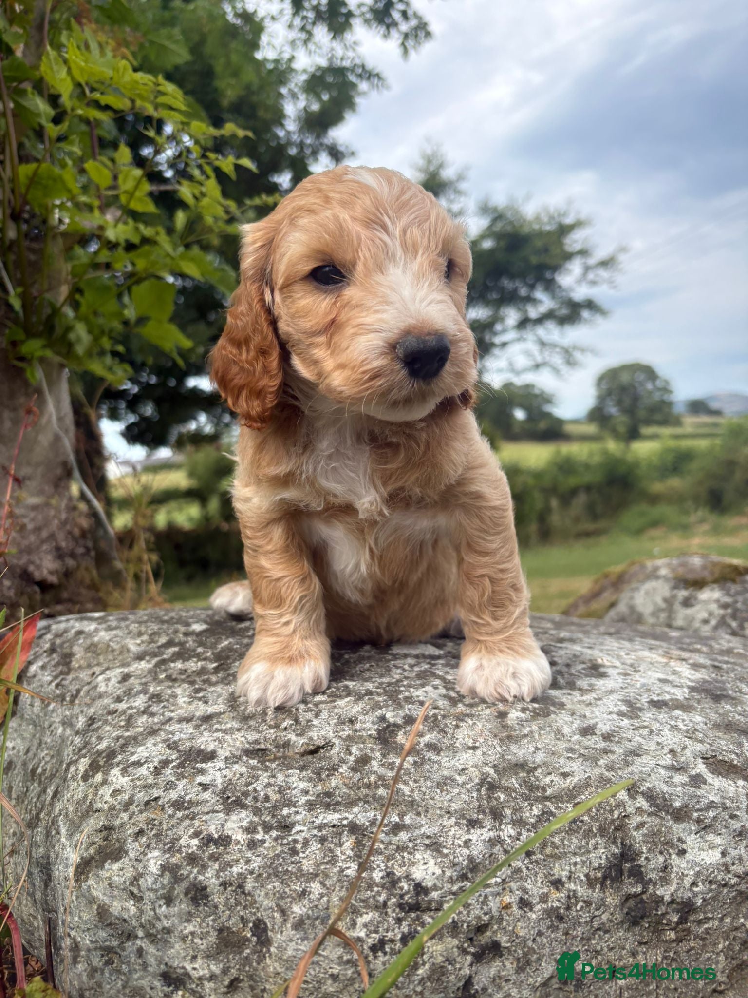 Cockapoo dogs Ready to leave, vaccinated Gorgeous F1 Cocapoos  - Advert 10