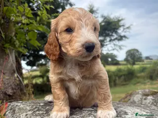 Cockapoo dogs Ready to leave, vaccinated Gorgeous F1 Cocapoos - Advert 10