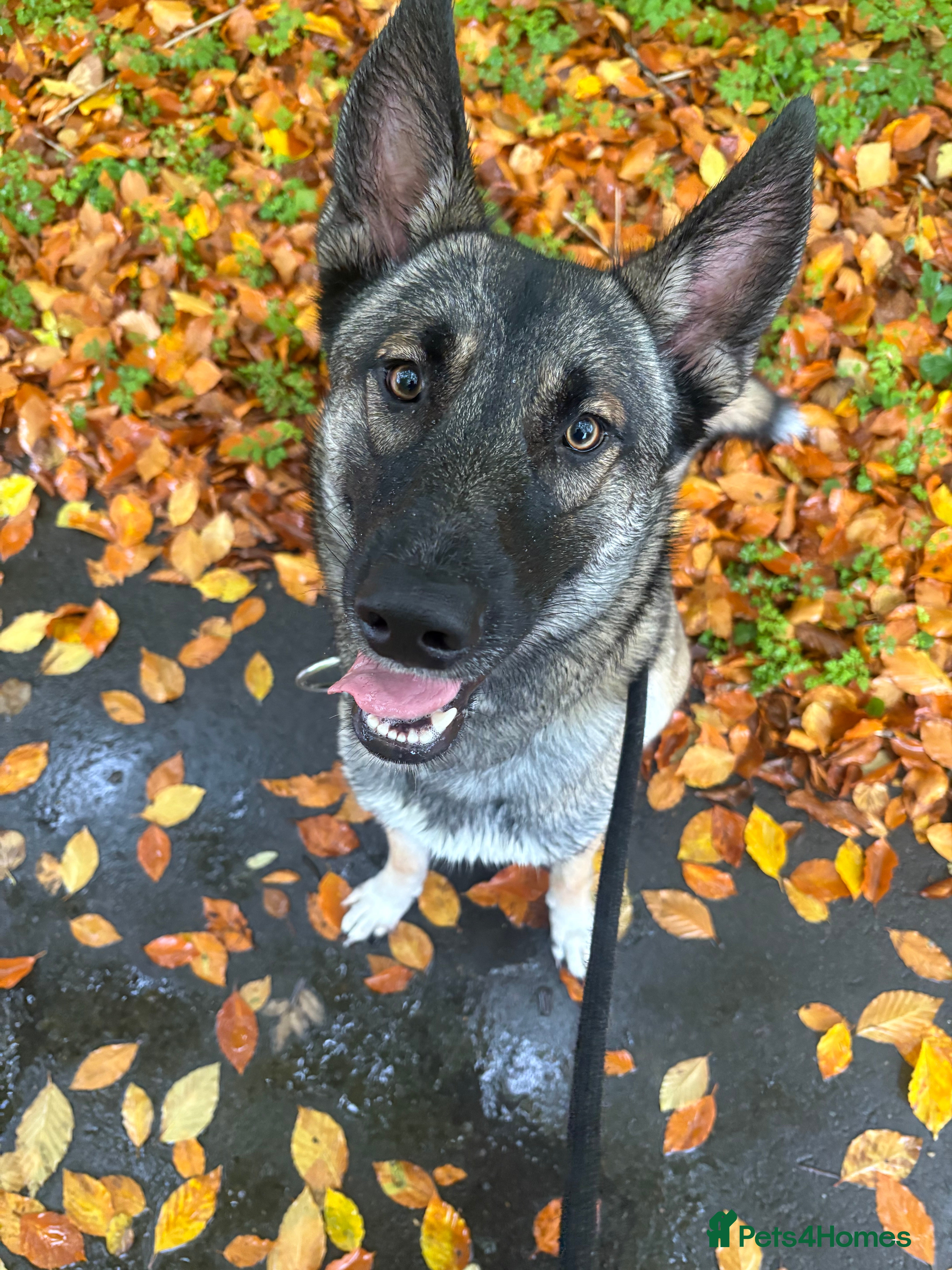 Mixed Breed dogs Lovely Mali x husky in need to active loving home  in Haywards Heath - Advert 2
