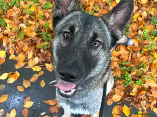 Mixed Breed dogs Lovely Mali x husky in need to active loving home in Haywards Heath - Advert 2
