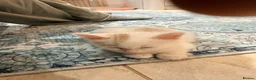 Bengal cats for sale:  Bengal x kittens  in Bristol - Advert 26