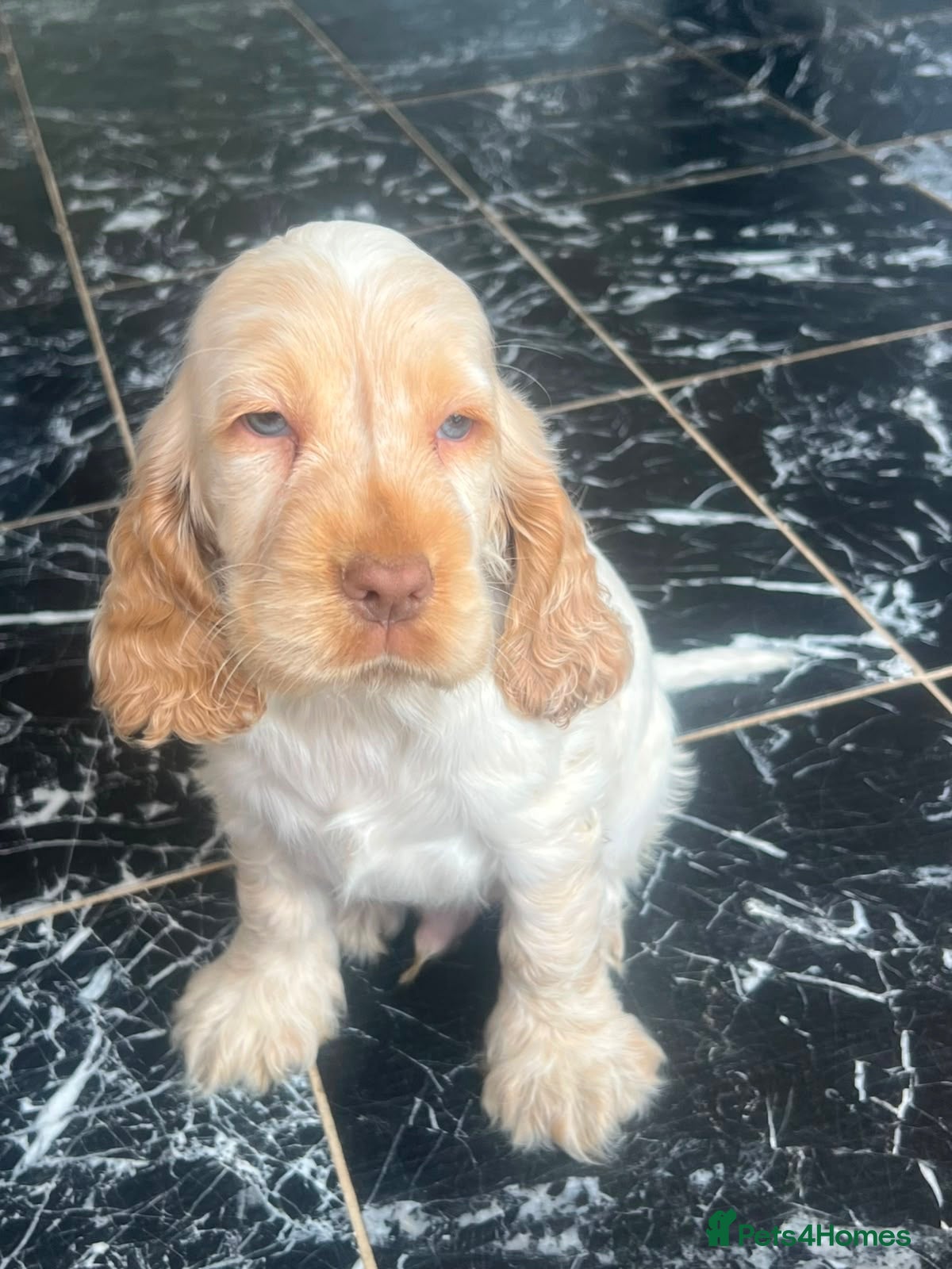 Cocker Spaniel dogs 🧡 Stunning Show-Type Cocker Spaniel  🧡 - Advert 1
