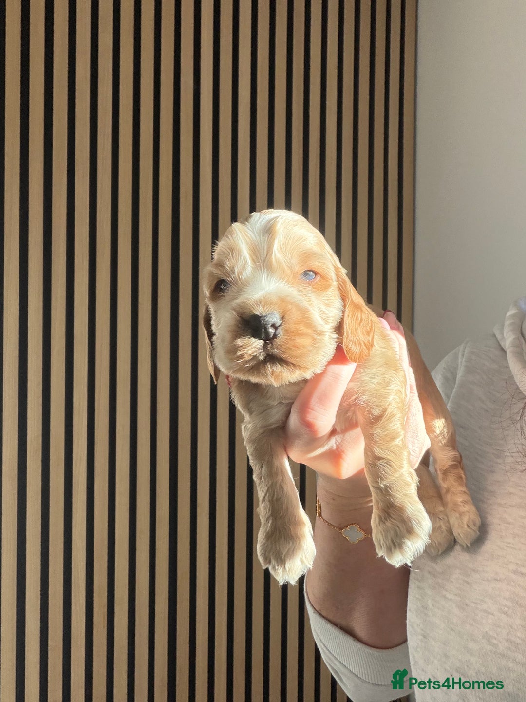 Cocker Spaniel dogs for sale: 🐶Rizi Bizi 🐶🐾 full pedigree show spaniels🐾  - Advert 26