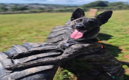 Belgian Shepherd Dog dogs for adoption: RAY - 10 MONTH OLD DUTCH SHEPHERD - Image 1