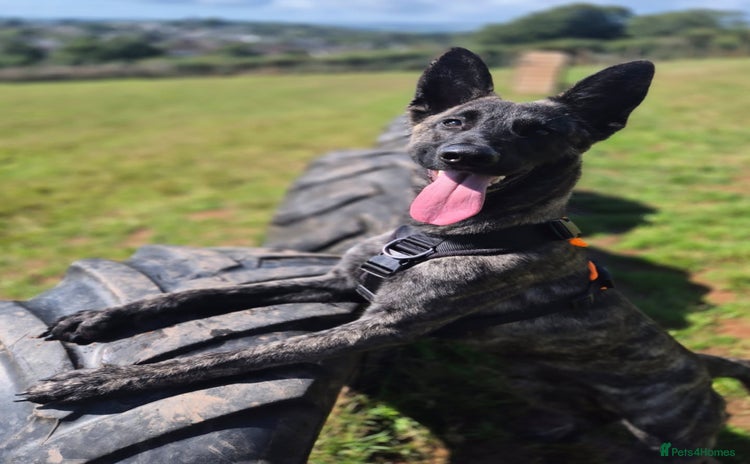 Belgian Shepherd Dog dogs - Advert 11