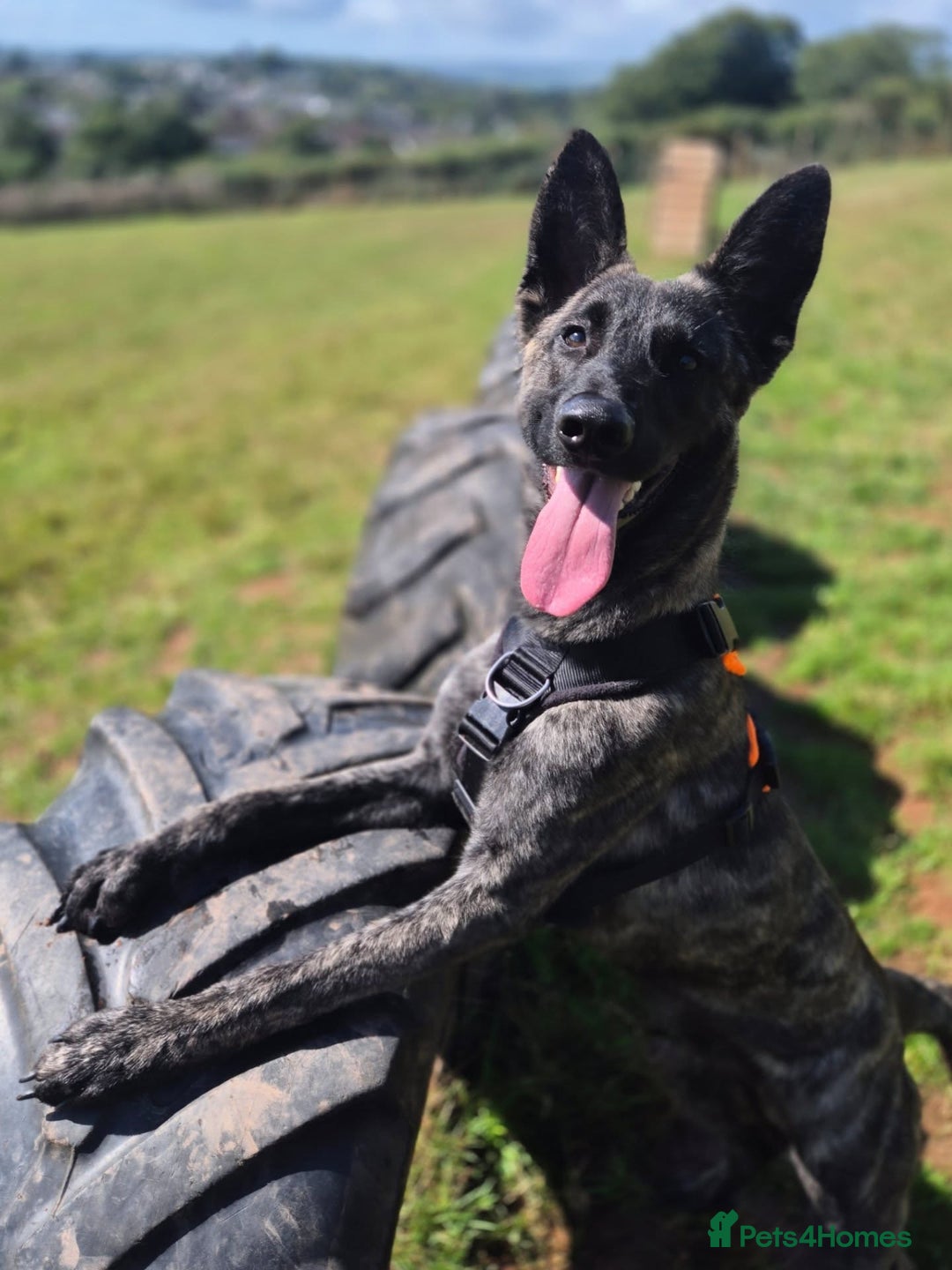 Belgian Shepherd Dog dogs for adoption: RAY - 10 MONTH OLD DUTCH SHEPHERD - Image 1