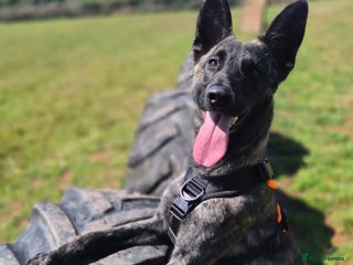 Belgian Shepherd Dog dogs RAY - 10 MONTH OLD DUTCH SHEPHERD - Advert 3