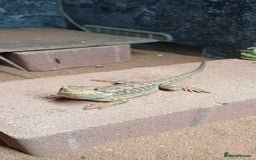 Bearded Dragon reptiles for sale: Baby bearded dragons  - Image 6
