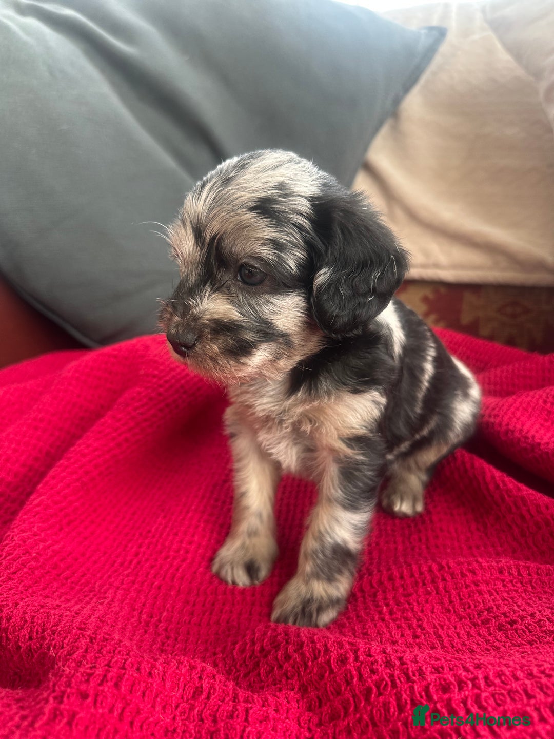 Mixed Breed dogs for sale: Cavapoo Beagle x Miniature Poodle  - Advert 5
