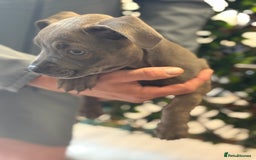 Mixed Breed dogs for sale: 2 beautiful French wiener girls  - Image 2