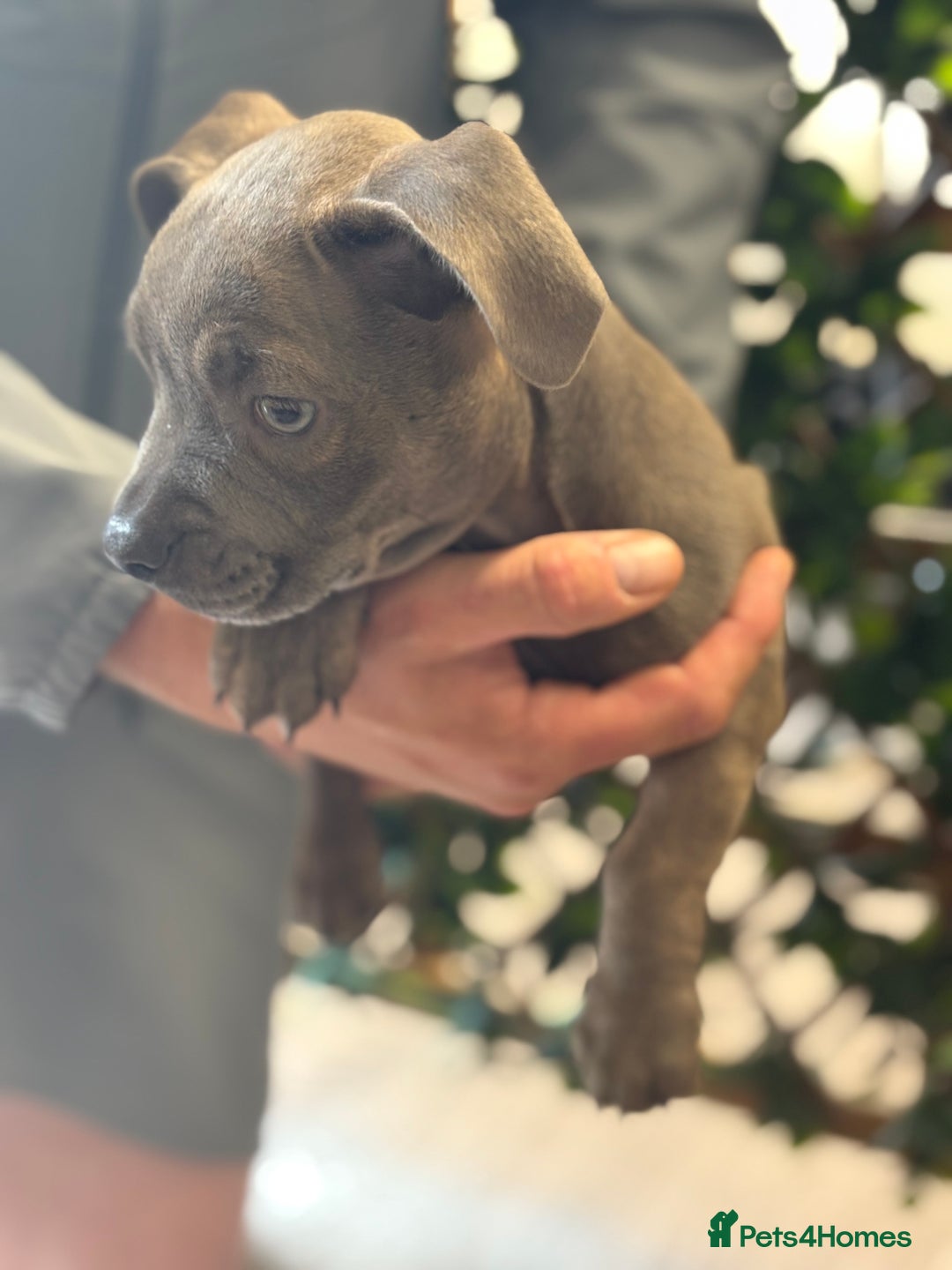 Mixed Breed dogs for sale: 2 beautiful French wiener girls  - Image 2